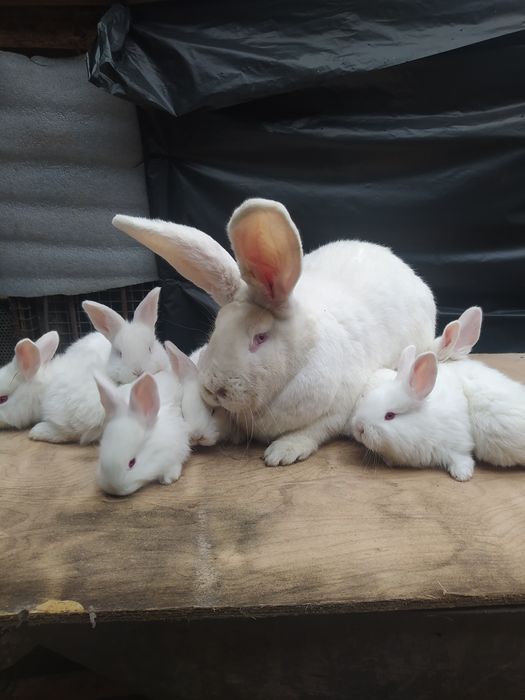 Кролі Бельгійський Велетень