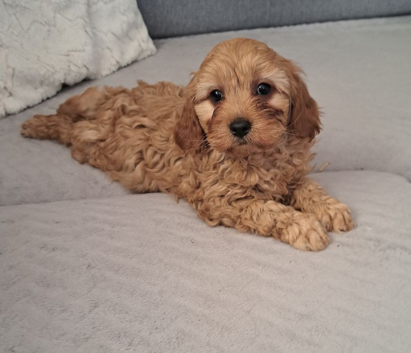Cavapoo  f1 suczka