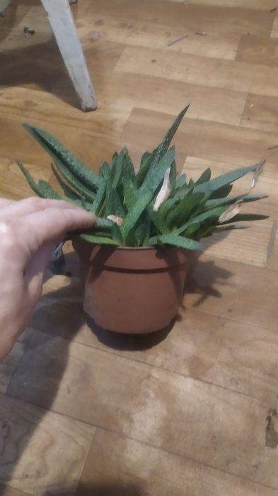 Гастерия большой куст