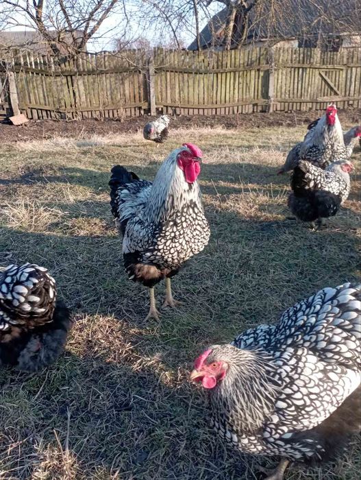 Інкубаційні яйця  Віандот срібло