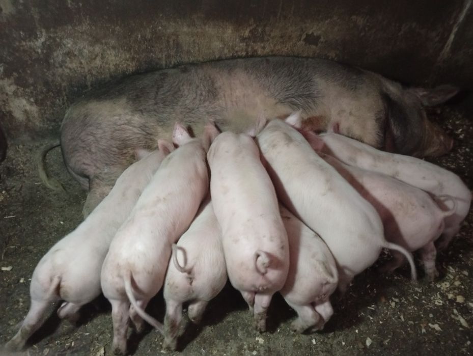 Готую до продажу поросята породи Петрен і Біла Українська