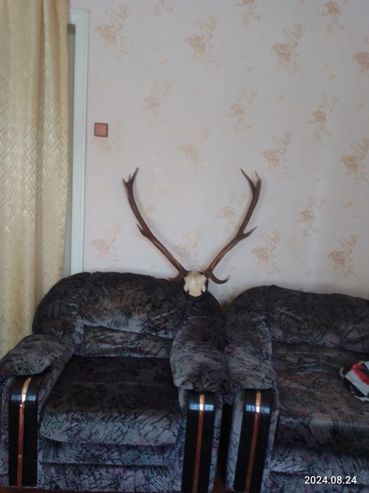 Настенные рога оленя