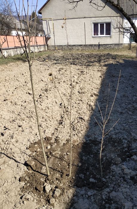 Гібіскус саджанці