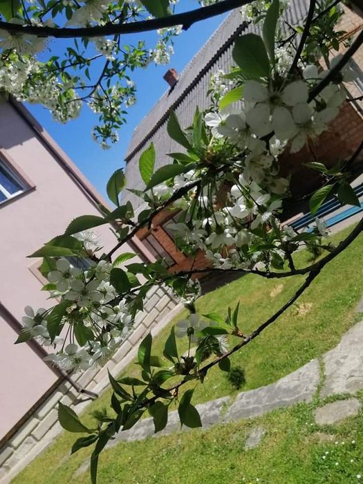 Відпочинок в Яремче недалеко до центру