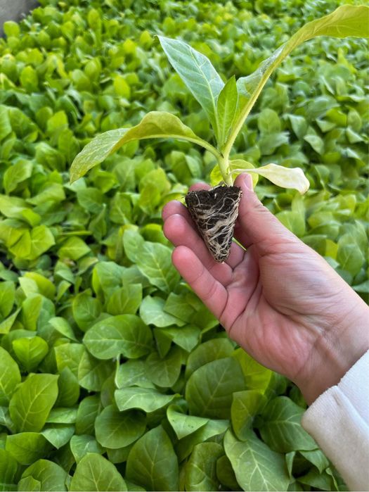 Розсада тютюну Берлей 46. Пікований з касет.