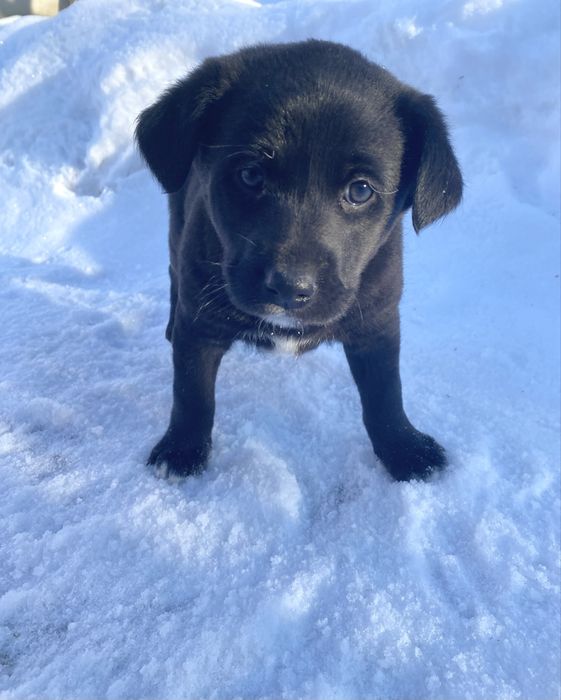 Віддам у добрі руки цуценят! Самовивіз! Безкоштовно