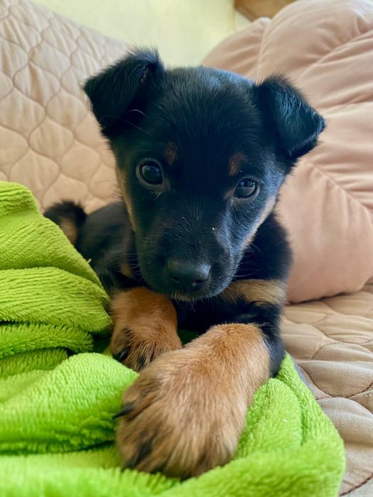 песика у добрі руки хлопчик Міша безкоштовно