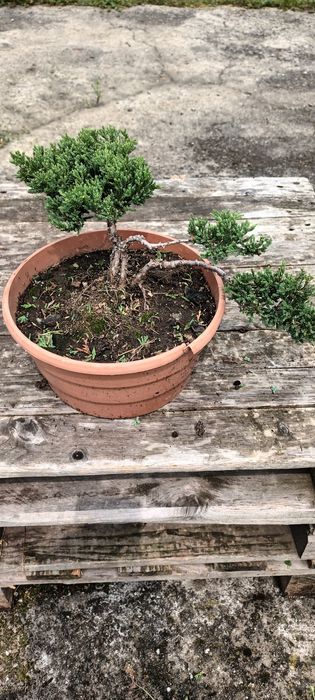 Bonsai, pre-bonsai, jałowiec formowany.