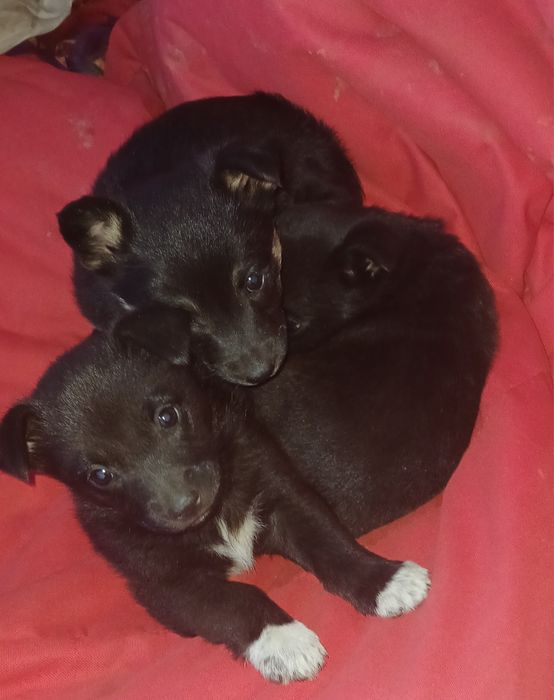 БЕЗКОШТОВНО СОБАЧКИ ПЕСИКИ  ЦУЦЕНЯТА  Друзі  Вірні Дім