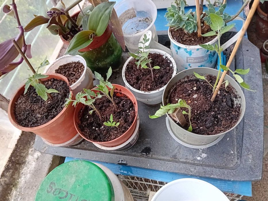 Horticulas Com Vaso