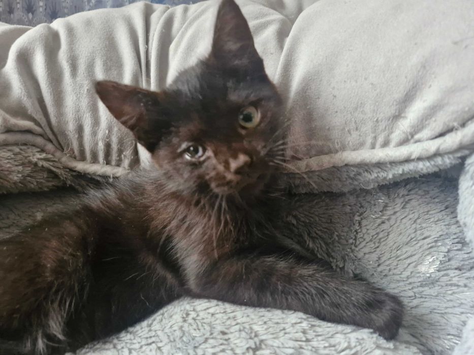 Zwierzęta koty do adopcji