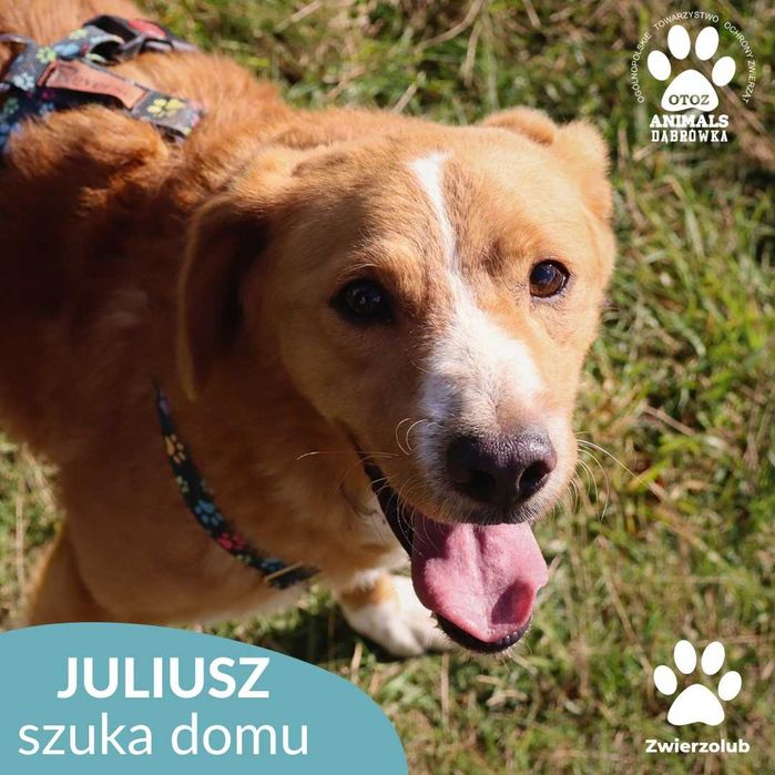 Juliusz- szuka konsekwentnego i odpowiedzialnego przyjaciela.