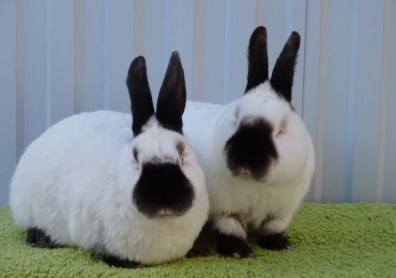 Продам кролика Породисті !!!