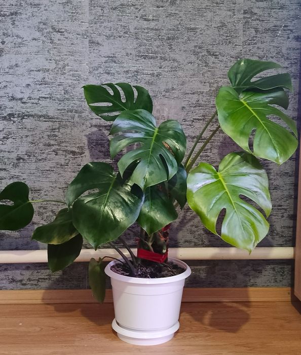 Монстера деліціоза на моховій опорі