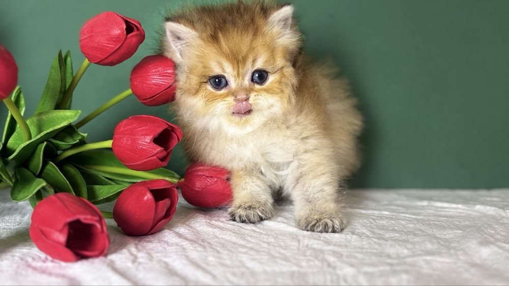 Котик золотої шиншили
