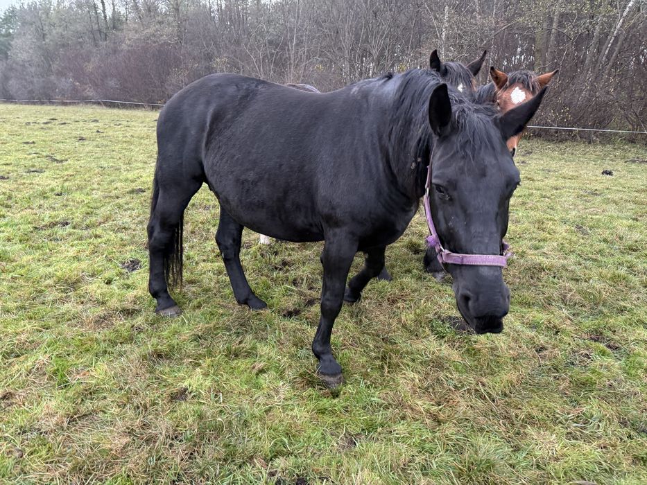 Klacz śląska źrebna