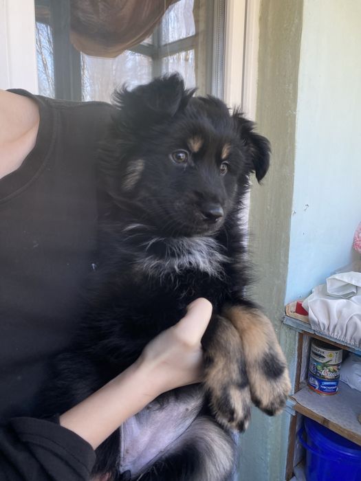 отдам даром щенков