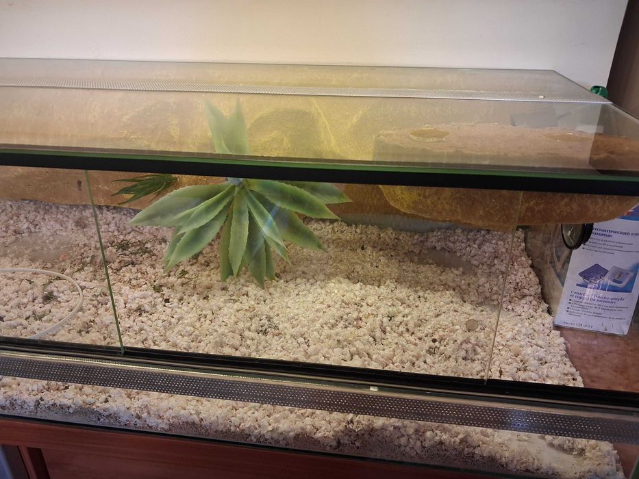 Terrarium szklane dla agamy brodatej lub innej odmany