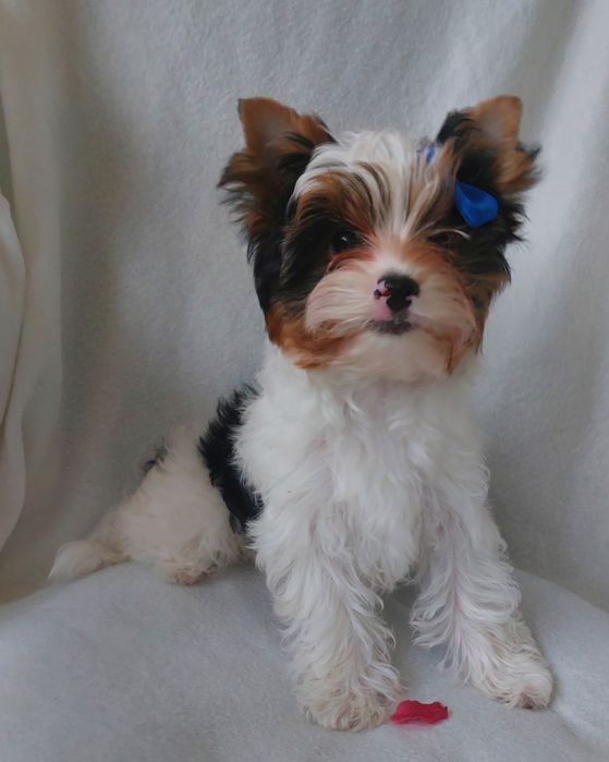 Хлопчик бівер, 3 міс