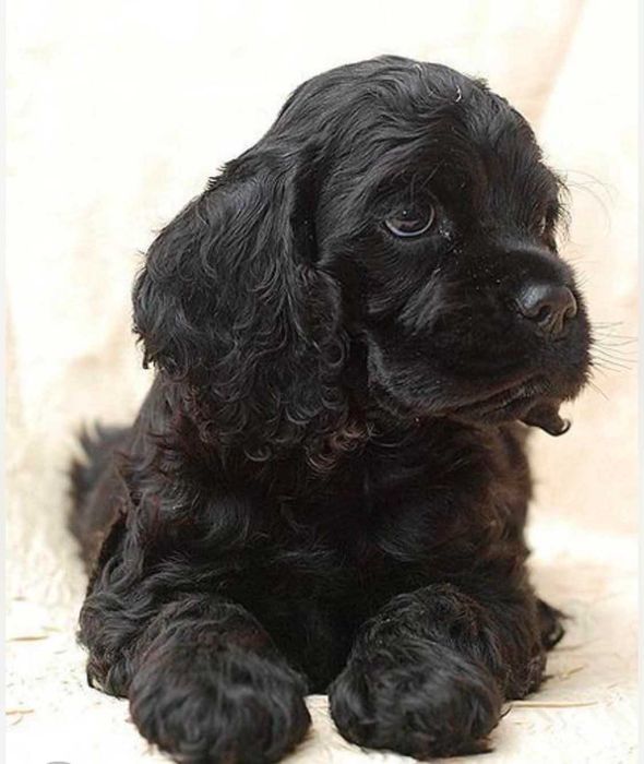 Cocker Spaniel Inglês  FEMEA PRETA  com LOP e AFIXO