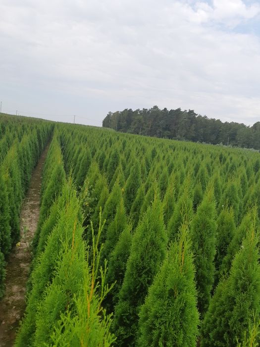Tuja Thuja Tuje Szmaragd 150cm