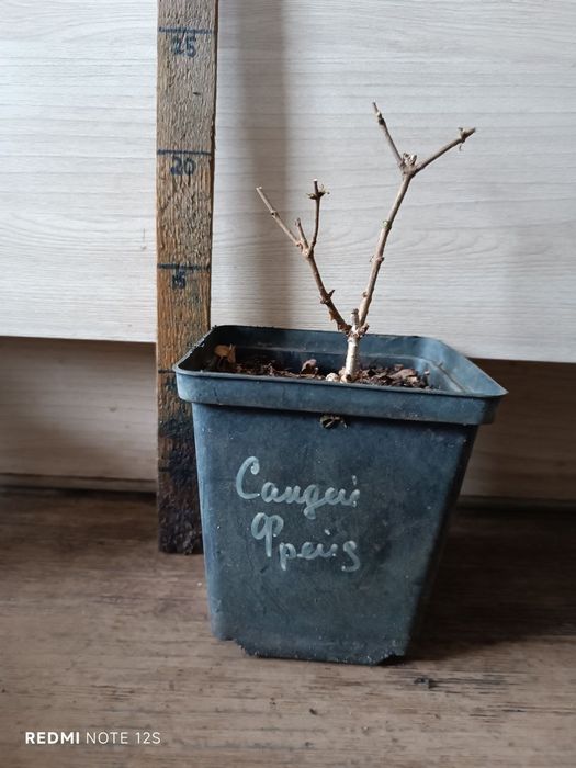 Гортензия метельчатая Цветущая С1. Ванила, Мельба, Медведь