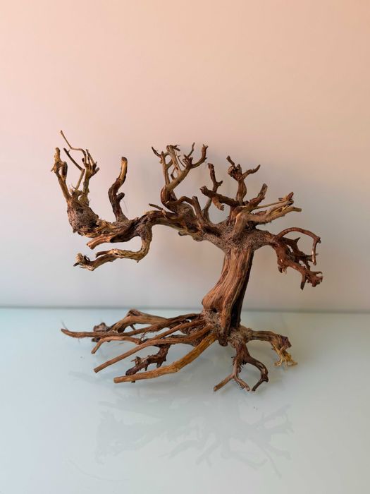 Szybko tonące drzewko bonsai