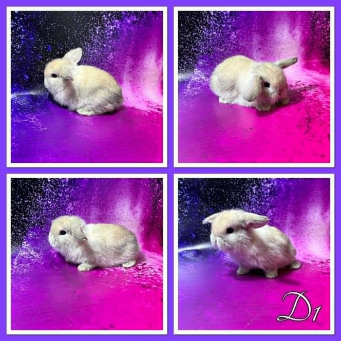 Mini Lop - samczyki i samiczki