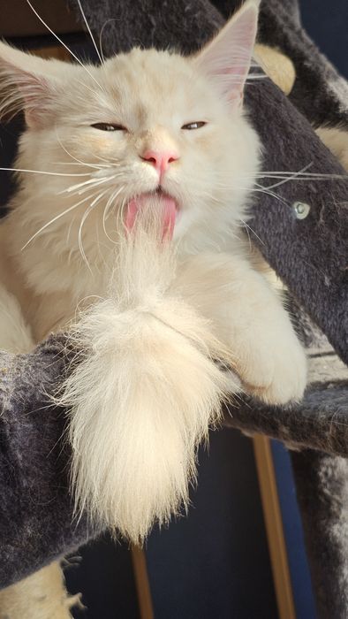 Котёнок,  котик породы мейн-кун