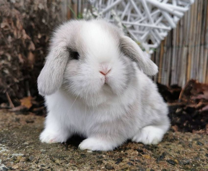 KIT Coelhos anões orelhudos, belier muito dóceis e brincalhões