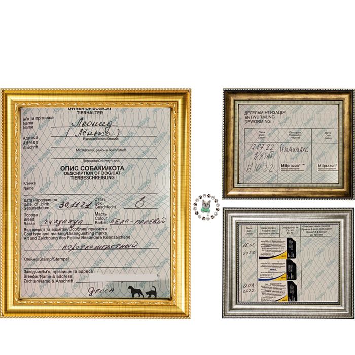 Чихуахуа вязка