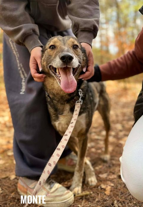 Monte w typie owczarka, 3 letni,, aktywny adopcja za darmo oddam