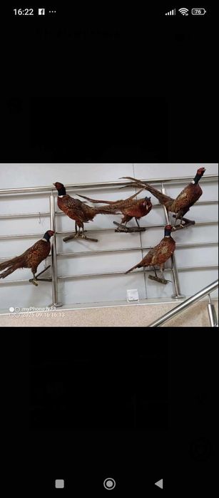 Фазани і сови гарна вичінка