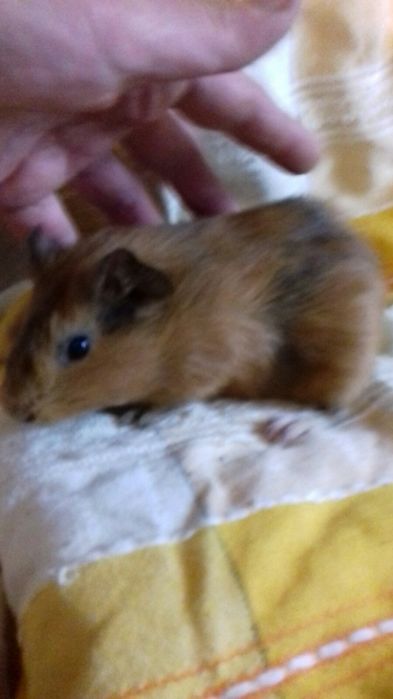 Малюки морські свинки