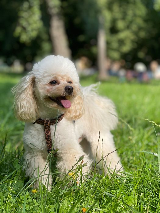 Мальтіпу хлопчик шукає дівчинку
