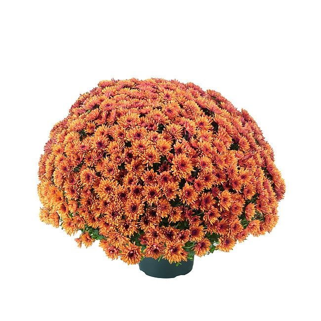 Sadzonka chryzantema wszystkich świętych 2szt