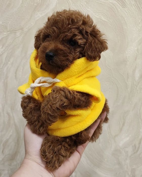 Мімішні пудельки, тойчики редбрауни