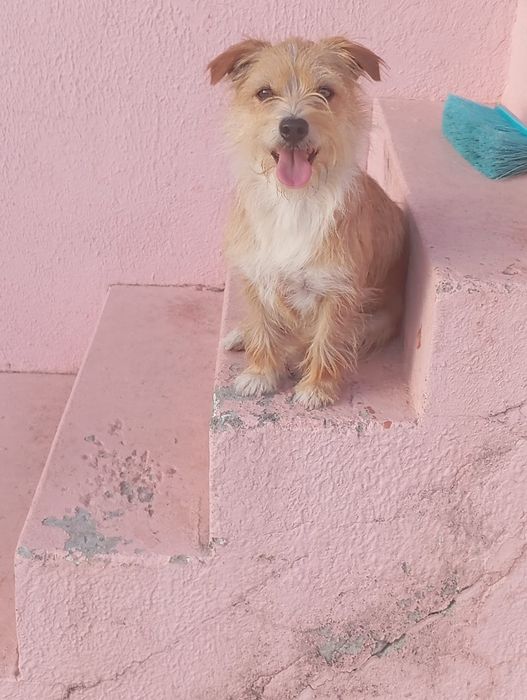 Dois pequenos cães procuram uma nova família