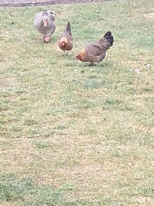 Kury australorp i zielononóżka,  Kogut australorp i mix A. x Wyandotte