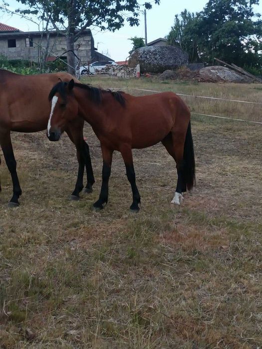Vendo troco cavalo garrano