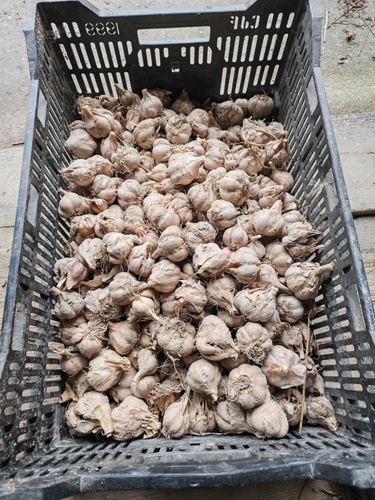 Czosnek ozimy Harnaś 2kg