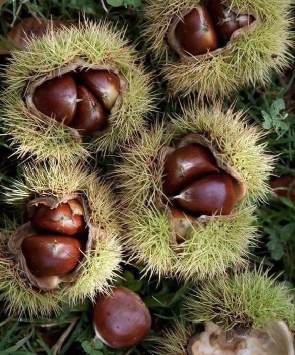 Castanha na Guarda
