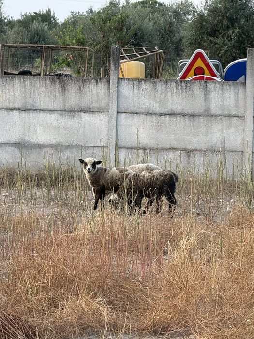 Borrego macho P3 Puro e ovelha cruzada