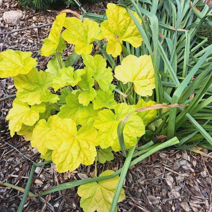 Саджанці гейхери.