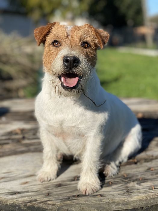 Jack russell terrier