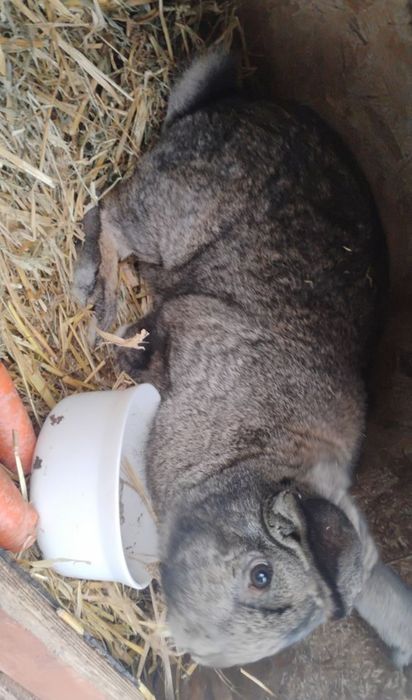 Sprzedam króliki (19 królików )