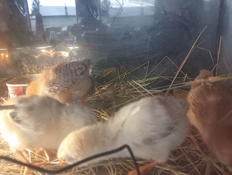 Kurczęta kury  2 tygodniowe