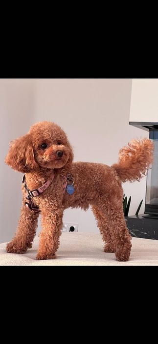 Pudel Toy Red/Apricot
