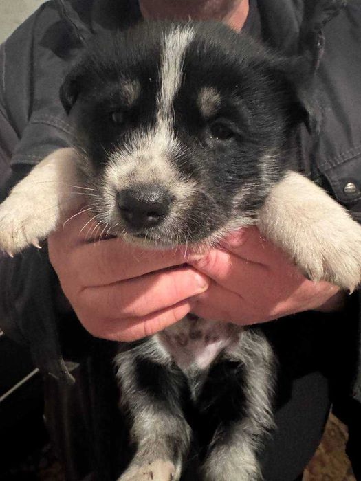 Отдам  бесплатно щеноков полу-хаски