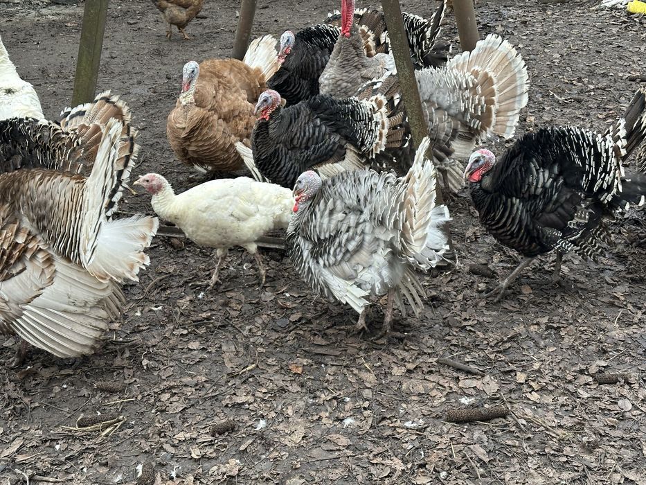 Продам індиків